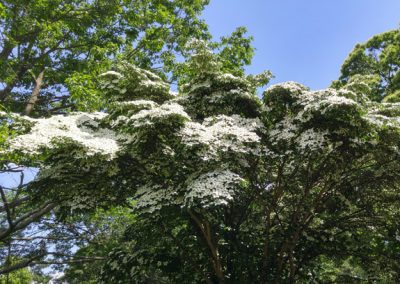 Kousa Dougwood Tree