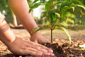 Hands Planting Small Tree