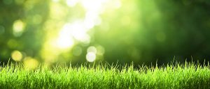 Sunlight and Lawn Graphic