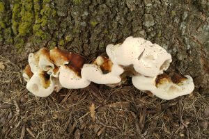 Fungus on Tree