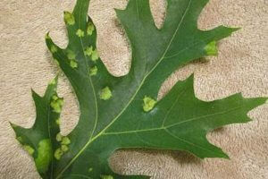 Diseased Oak Leaf