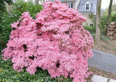 Large Pink Bush