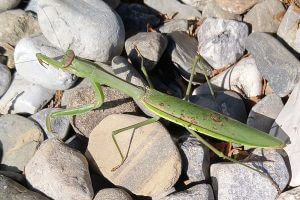Praying Mantis on Stones