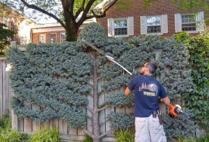 Man Trimming Bushes