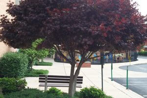 Purple Tree and Bench at Sidewalk