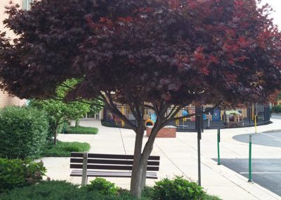 Purple Tree and Bench at Sidewalk