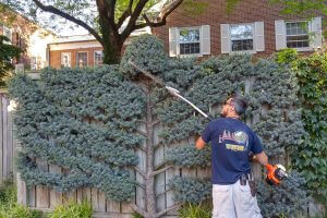 Sculpting Bush with Trimmer