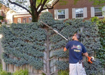 Sculpting Bush with Trimmer