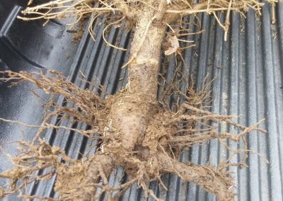 Damaged Tree Root