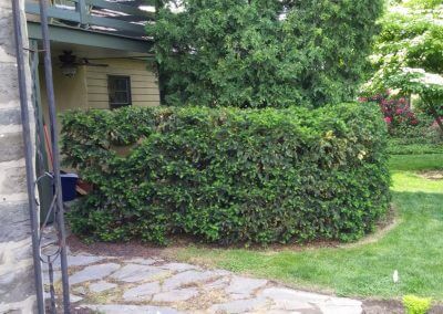 Proper Shrub Trimming