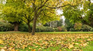 Trees and Shrubs in Autumn