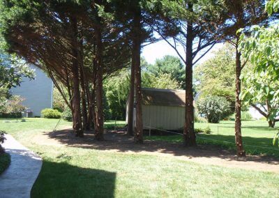 Improved Tree Trimming and Landscaping