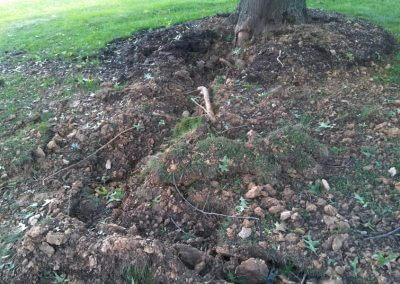 Tree Lightning Strike