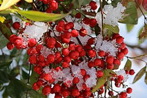 Snow Covered Nandina Berries