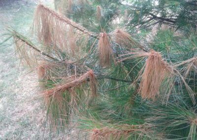 Tree Killed by Rope Wrapped Trunk