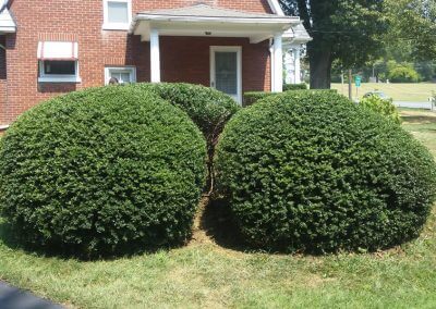 Shrubs After Trimming