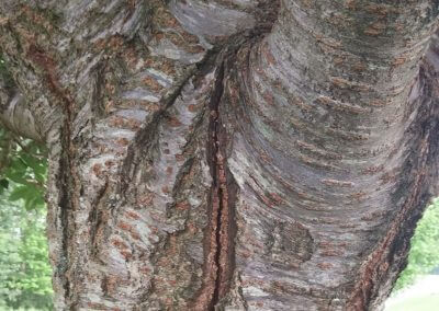 Tree Stress Crack