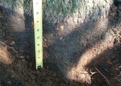 Tree Planted Too Deep Damaging Trunk