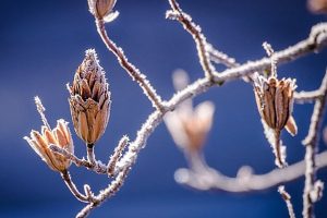 Winter Poplar Tree Buds