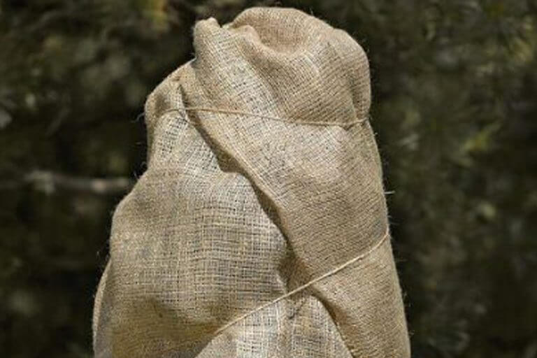 Burlap Protection Miko Lawn and Landscape / MOMA Tree & Lawn Care