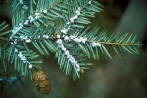Wooly Adelgid