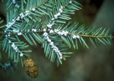 Wooly Adelgid
