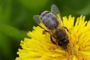 Honey Bee on Flower